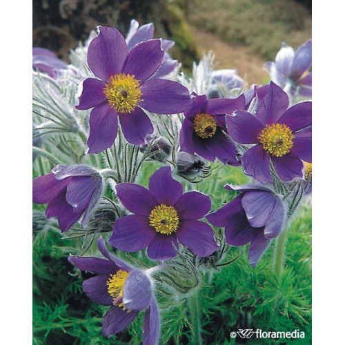 Pulsatilla vulgaris