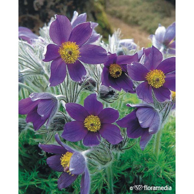 Pulsatilla vulgaris