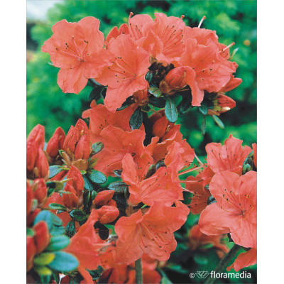 Azalea japonica 'Orange Beauty'