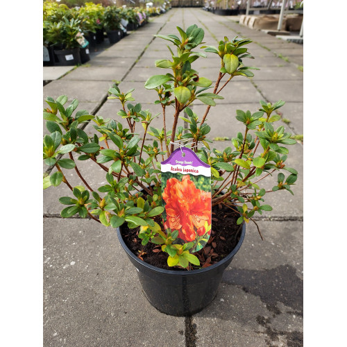 Azalea japonica 'Orange Beauty'