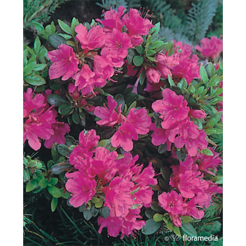 Azalea japonica 'Amoenum'