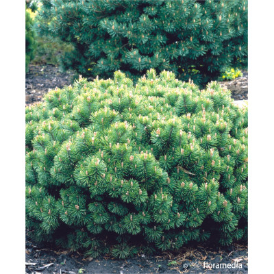 Pinus mugo 
