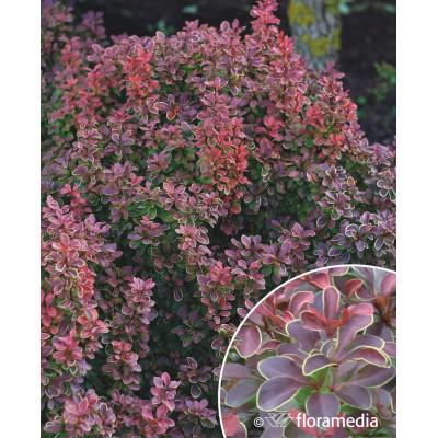 Berberis thunbergii 'Admiration'