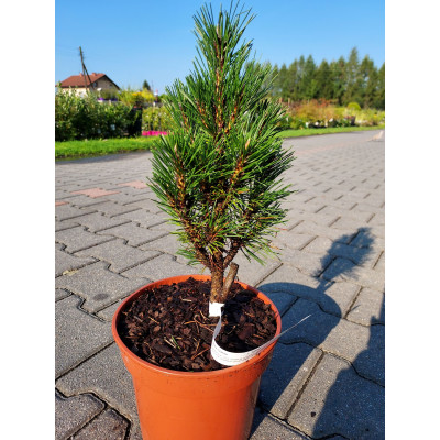 Pinus nigra 'Komet'