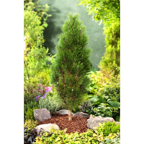 Pinus nigra 'Komet'