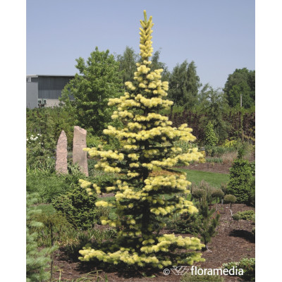Picea pungens 'Maigold'