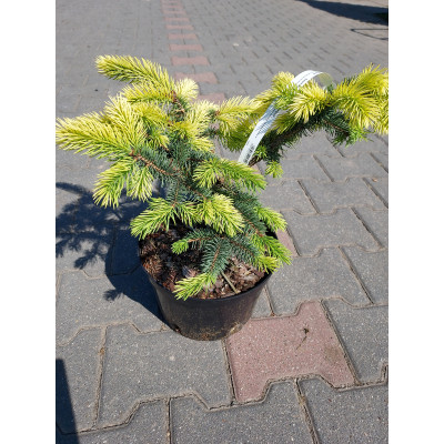 Picea pungens 'Maigold'
