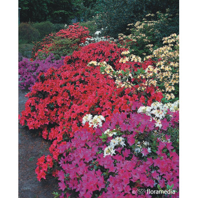 Azalea japonica w odmianach