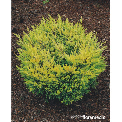 Juniperus horizontalis 'Limeglow'