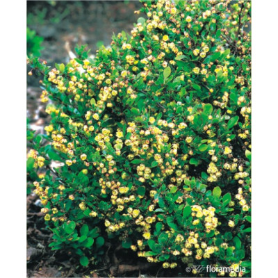 Berberis thunbergii 'Kobold'