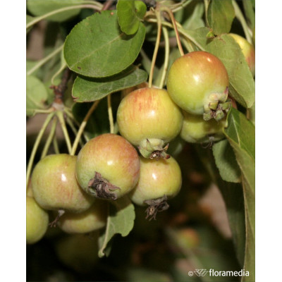 Malus 'Evereste' pa