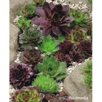 Sempervivium 'mix'