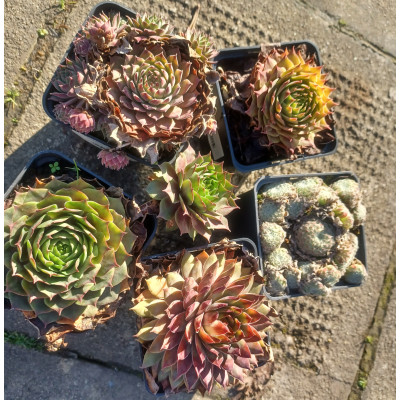 Sempervivium 'mix'