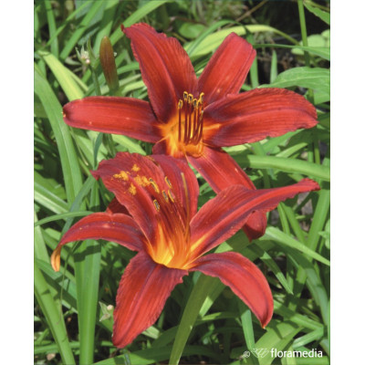 Hemerocallis hybrida 'Crimson Pirate'