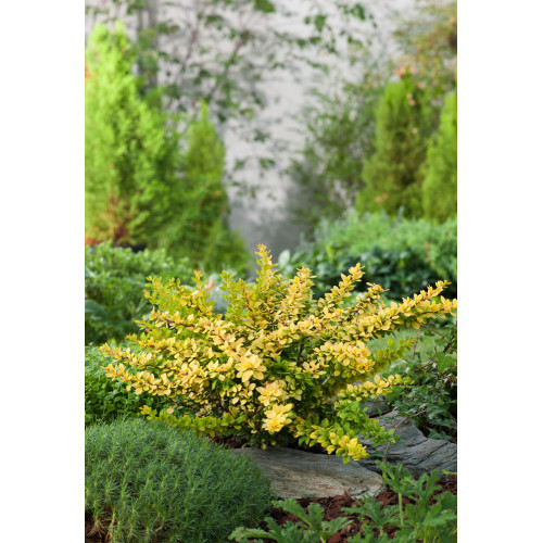 Berberis thunbergii "Sunsation"