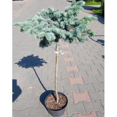 Picea pungens 'Glauca Globosa'