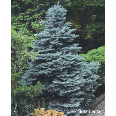 Picea pungens 'Glauca Globosa'