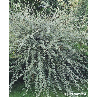 Salix repens var. 'Argentea'