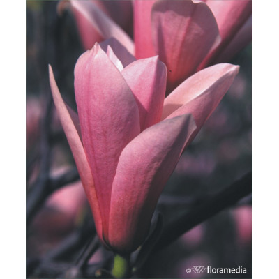 Magnolia soulangeana 'Heaven Scent'