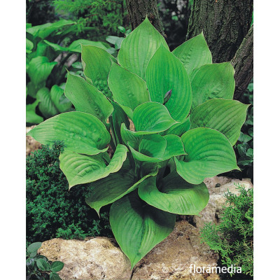 Hosta 'Sum and Substance'