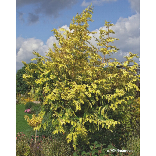 Metasequoia glyptostroboides 'Goldrush'