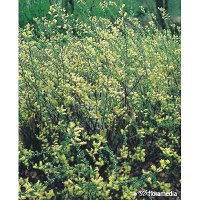 Salix repens var. nitida