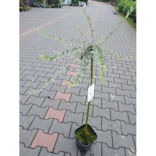Salix repens var. nitida