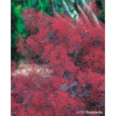 Cotinus coggygria 'Royal Purple'