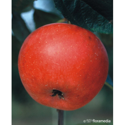 Malus domestica 'Rubinola' 