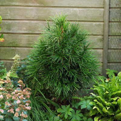 Sciadopitys verticillata