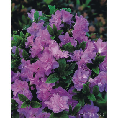 Azalea japonica 'Elsie Lee' pa