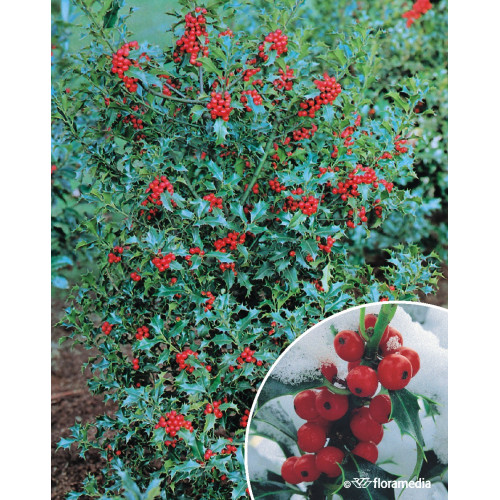 Ilex aquifolium 'Heckenzwerg'