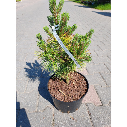 Pinus mugo 'Winter Gold'