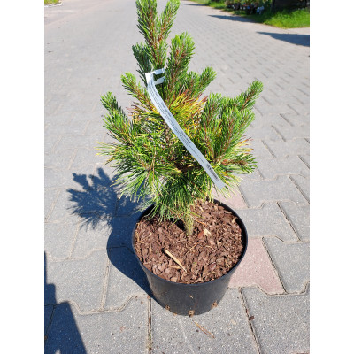 Pinus mugo 'Winter Gold'