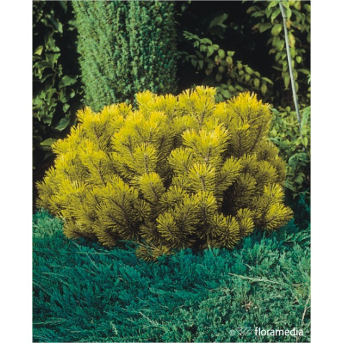 Pinus mugo 'Winter Gold'