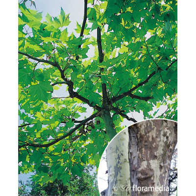 Platanus acerifolia 'Tremonia'