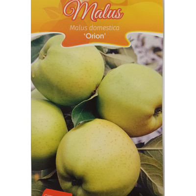 Malus domestica Orion 