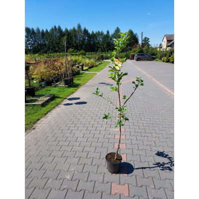 Malus domestica Orion 