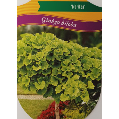 Ginkgo biloba 'Mariken'