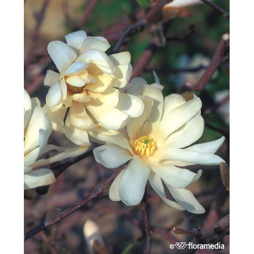 Magnolia stellata 'Royal Star'