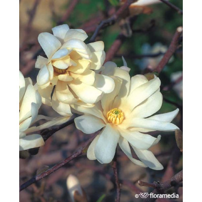 Magnolia stellata 'Royal Star'