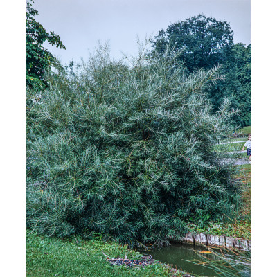 Salix elaeagnos