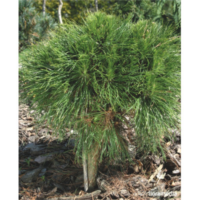 Pinus mugo 'Varella'