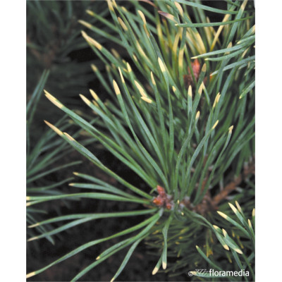 Pinus sylvestris 'Aurea'