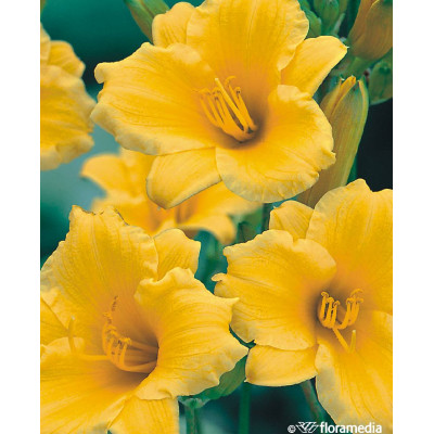 Hemerocallis hybrida 'Stella dOro'