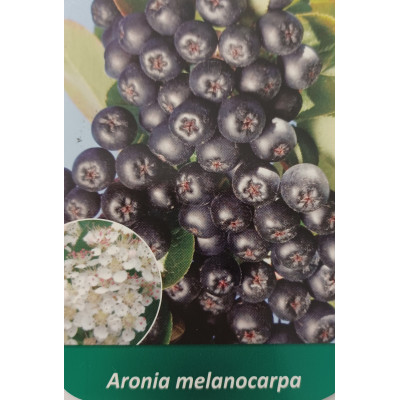 Aronia melanocarpa 'Hugin'