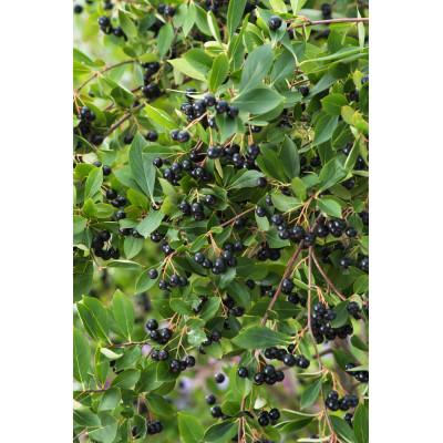 Aronia melanocarpa 'Hugin'