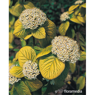 Viburnum lantana 'Aureum'