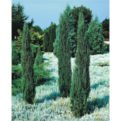Juniperus scopulorum 'Blue Arrow'