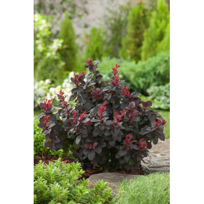 Berberis thunbergii 'Concorde'